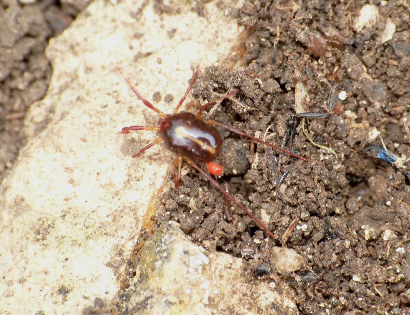 Acaro Erythraeus parassitato da Parasitengona